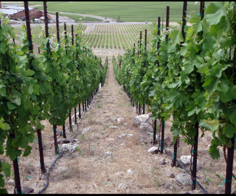 According to the owners of the Red Mountain, Washington-located Grand Rêve Vineyard, $4,000 worth of rare grapes were stolen off their vines in the last week.