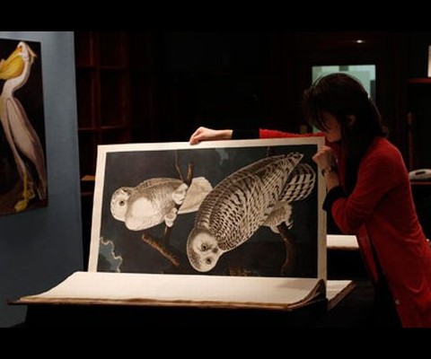 Yesterday at Sotheby's London, a first edition of James Audubon's 'Birds of America' fetched a record 7.3 Million British Pounds, making it the most expensive book in the world.